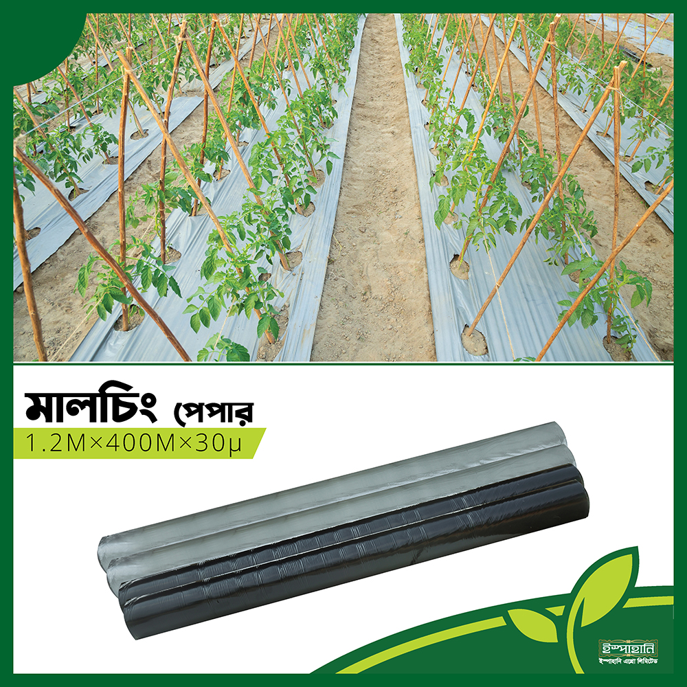 ১.২মিঃ X ৪০০মিঃ X ৩০ মাইক্রন - মালচিং পেপার ১.২মিঃ X ৪০০মিঃ X ৩০ মাইক্রন - মালচিং পেপার